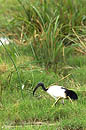 Sacred Ibis Amboseli Kenya